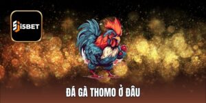 Đá Gà Thomo Ở Đâu Uy Tín Chất Lượng - Thông Tin Giải Đáp