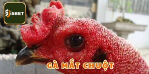 Gà Mắt Chuột - Chiến Kê Tạo Nên Những Yếu Tố Khác Biệt