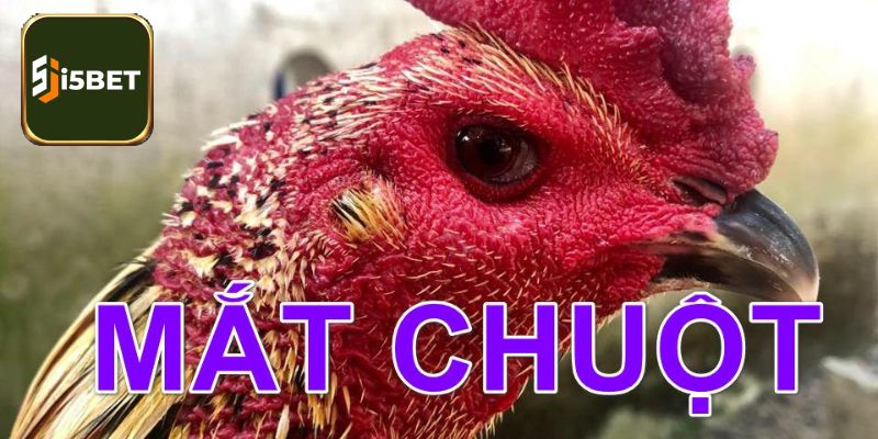 Gà mắt chuột sở hữu yếu tố đặc biệt 