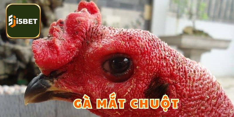 Gà Mắt Chuột - Chiến Kê Tạo Nên Những Yếu Tố Khác Biệt