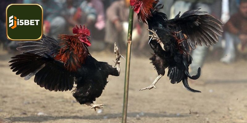 Quyết định lựa chọn gà có mắt chuột 