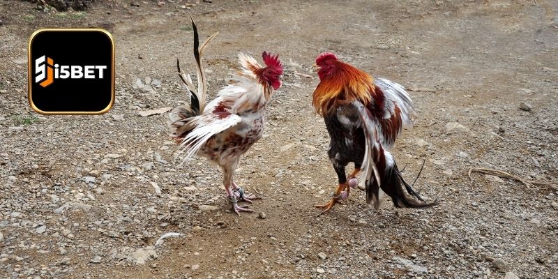 Tiêu chí xác định nên sân chơi đá gà Thomo uy tín bạn nên biết