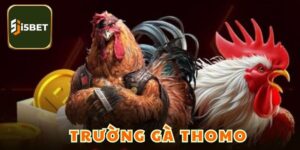 Trường Gà Thomo - Địa Chỉ Hội Tụ Những Chiến Kê Bất Bại