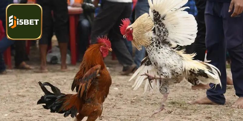 Trường gà Thomo phát triển quy mô chuyên nghiệp