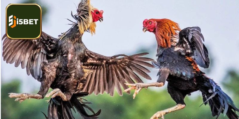 Xác định màu mạng qua quan sát màu sắc lông