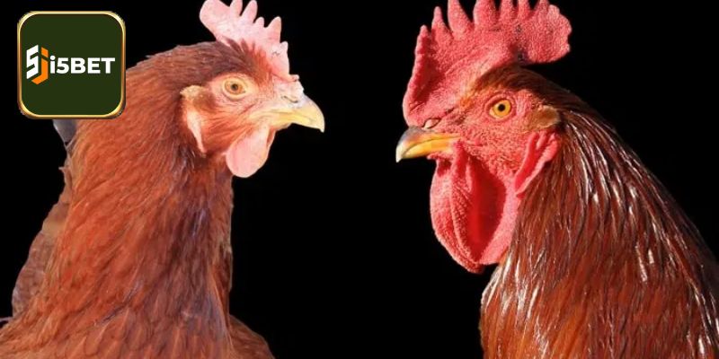 Ý nghĩa trong màu đỏ tượng trưng mệnh Hỏa